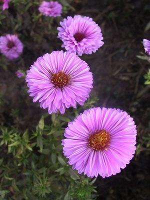 Aster novi-belgii Patricia Ballard