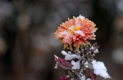 Chrysanthemen überwintern: Das sollten Sie bei der Überwinterung beachten