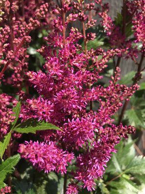 Prachtspiere 'Elisabeth van Veen' (Astilbe x japonica 'Elisabeth van Veen') Prachtspiere 'Elisabeth van Veen' (Astilbe x japonica 'Elisabeth van Veen')
