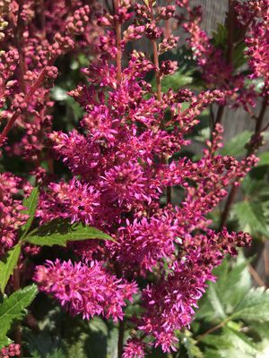 Prachtspiere 'Elisabeth van Veen' (Astilbe x japonica 'Elisabeth van Veen')