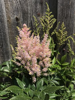 Prachtspiere 'Europa' (Astilbe x japonica 'Europa')