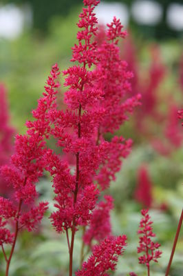 Astilbe x japonica 'Red Sentinel'