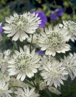 Astrantia major 'Snow Star' (S)