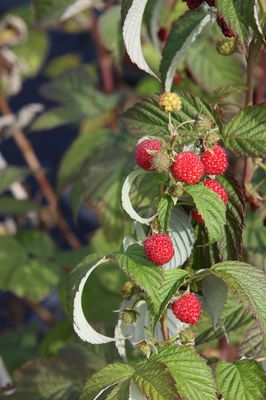 Primeberry®, Herbsthimbeere, Autumn Wildly®, Rubus idaeus Primeberry®, Herbsthimbeere, Autumn Wildly®, Rubus idaeus