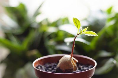 Avocado Pflanze schneiden &#8211; so gelingt es