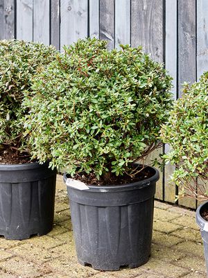 Azalea japonica 'Aladdin Scout', Busch, im 35cm Topf, Hhe 75cm, Breite 55cm