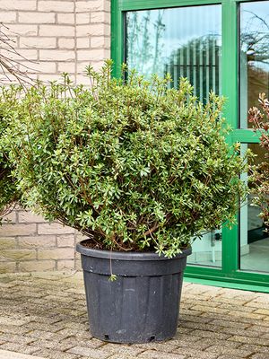 Azalea japonica 'Purple Splendor', Busch, im 45cm Topf, Hhe 130cm, Breite 120cm