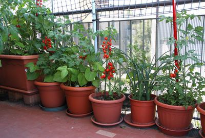 Obst und Gemüse anbauen auf dem Balkon für Anfänger