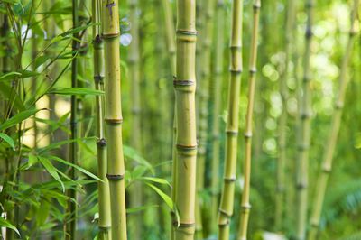 Bambus gie&szlig;en &ndash; das sollten Sie beachten