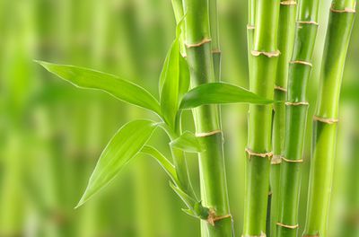 Bambus Krankheiten, Sch&auml;dlinge &amp; richtiger Standort im Garten zum Pflanzen