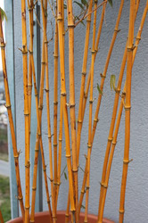 Bambus berwintern - geht das berhaupt?