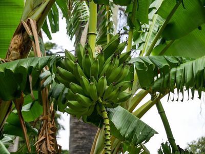 Bananenstauden pflanzen - fruchtige Exotik für jeden Garten