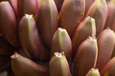 Rote Bananen – Wissenswertes über die kleinen Exoten