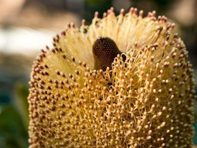 Banksia-Bume - markante Blten aus Australien