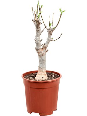 Baobab (Adonsonia), Stamm, im 17cm Topf, Hhe 45cm, Breite 15cm