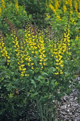 Baptisia x cultorum 'Lemon Meringue' (S)