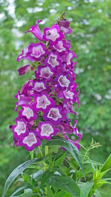 Penstemon, Bartfaden Pflege, Standort und Überwinterung