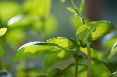 Kann Basilikum mehrj&auml;hrig kultiviert werden?