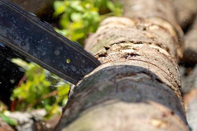 Baum f&auml;llen &ndash; Genehmigung erforderlich?