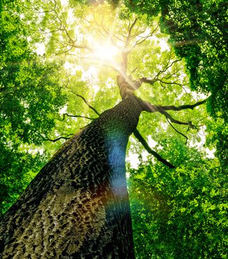 Baumschutz vor Wunden, Sch&auml;dlingen und Pilzbefall