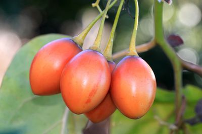 Tamarillo, Baumtomaten Anbau: Pflege, Standort und Aussaat