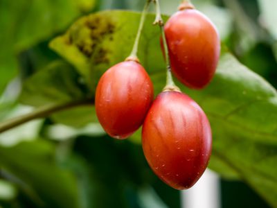 Zimmer Maracuja TOMATE aus Madeira rote Früchte auch für Topf Baumtomate 