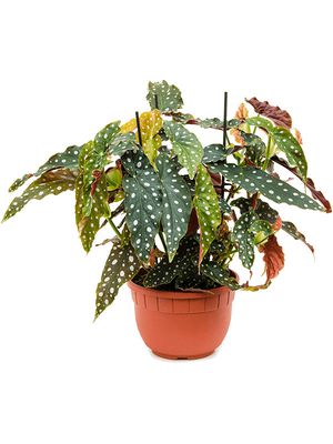 Begonia 'Maculata', im 22cm Topf, Höhe 70cm, Breite 50cm