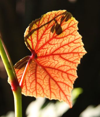 Begonia grandis ssp. evansiana