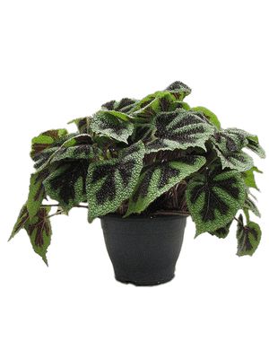 Begonia masoniana 'Iron Cross', im 26cm Topf, Hhe 40cm, Breite 35cm