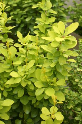 Berberis thunbergii 'Maria'