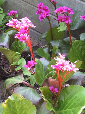 Bergenia cordifolia 'Abendglut' 