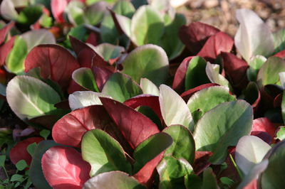 Bergenia Eroica