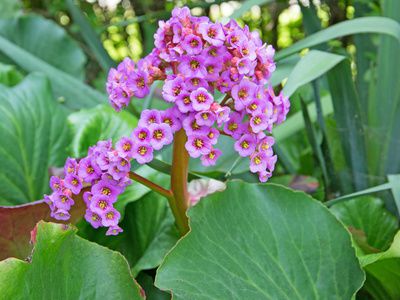 Bergenien (Bergenia) &ndash; Standort, Pflege &amp; Vermehren