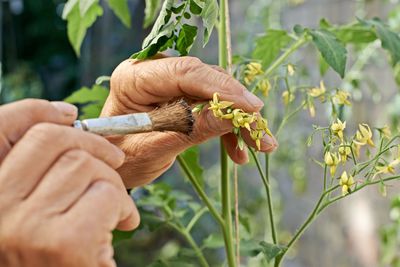 Tomaten bestäuben – Anleitung, wann und wie dies gelingt