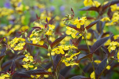 Bewimperter Felberich (Lysimachia ciliata) &ndash; Pflege &amp; Schneiden