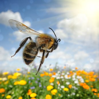 Bienensterben Ursachen &amp; wie man es verhindern kann