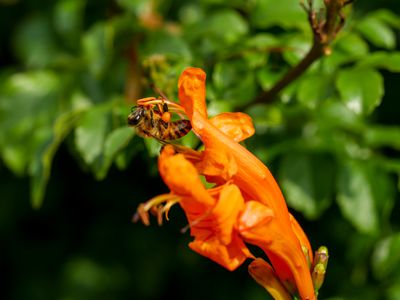 Das Kap-Geissblatt Tecomaria capensis - ein afrikanischer Dauerblher