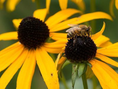 Ein bienenfreundlicher Garten - Tipps fr mehr Natur und Leben