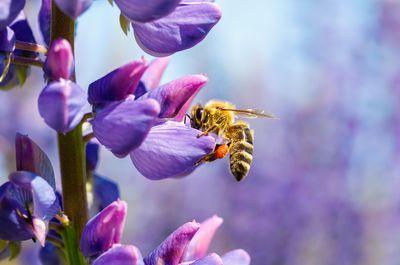 Bienenfreundliche Pflanzen &ndash; Blumen, Stauden und Str&auml;ucher f&uuml;r Ihren Garten und Balkon
