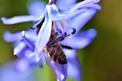 Bienenfreundliche Gehölze - ein Fest für alle Gartenbesucher