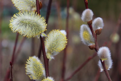 Bienenpflanze des Monats - Weiden