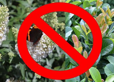 Neophyten, Kirschlorbeer, Buddleja