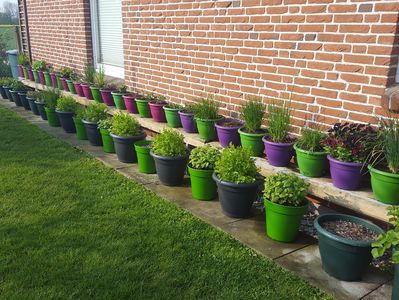 Die Erd-Saga, Teil 1: Topfgarten und Container-Gardening