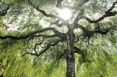 H&auml;nge-Birke, Betula pendula &ndash; Steckbrief &amp; Schneiden