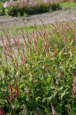 Bistorta amplexicaulis 'Rosea' 