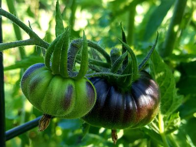 Kurzes Tomaten-Update von Einer, die alles falsch macht