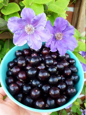 Reich werden mit schwarzen Johannisbeeren?