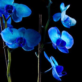 Anleitung: Blaue Orchideen selber f&auml;rben