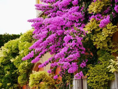 Bougainvillea berwintern - wichtige Tipps fr die berwinterung