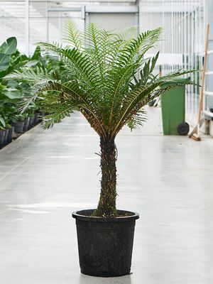 Blechnum gibbum (90-110), Stamm, im 32cm Topf, Hhe 120cm, Breite 75cm